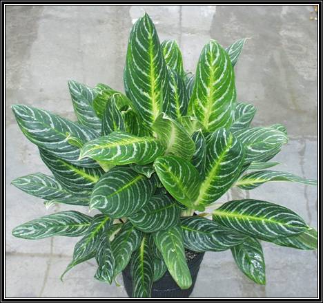 Chinese evergreen